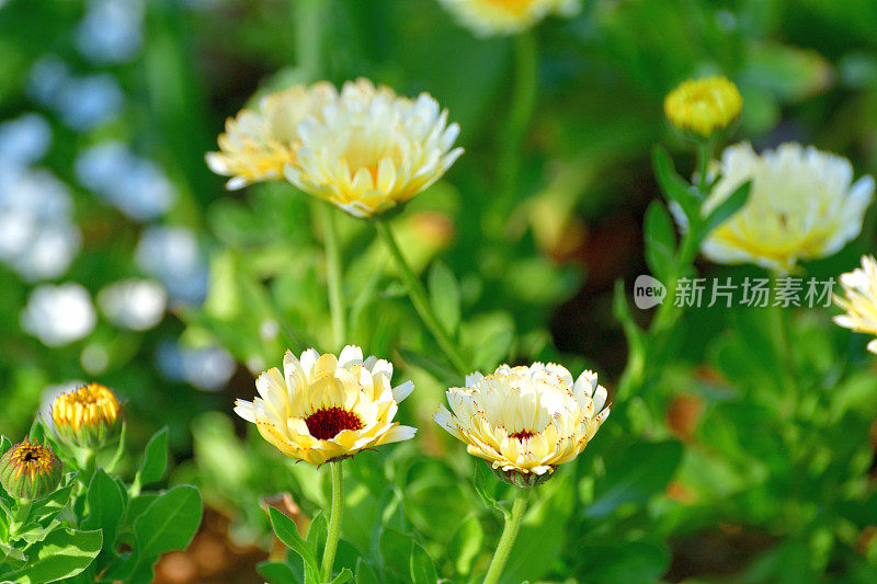 骨植物/非洲雏菊花